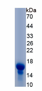 Recombinant Myeloperoxidase (MPO)