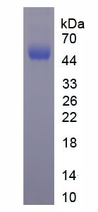 Recombinant Myeloperoxidase (MPO)