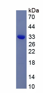 Recombinant Adiponectin (ADPN)