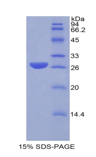 Recombinant Glutathione S Transferase Alpha 1 (GSTa1)