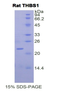 Recombinant Thrombospondin 1 (THBS1)