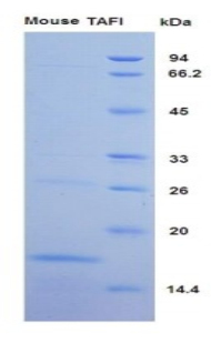 Recombinant Carboxypeptidase B2 (CPB2)