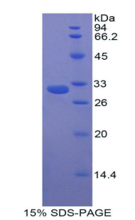 RPA615Ra01.jpg