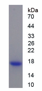 Recombinant Caspase 3 (CASP3)