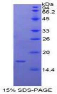 Recombinant Caspase 9 (CASP9)