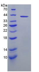 Recombinant Caspase 9 (CASP9)