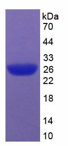 Recombinant Caspase 9 (CASP9)