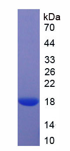 Recombinant Midkine (MK)