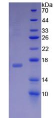 Recombinant Midkine (MK)