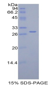 RPA635Ra01.jpg