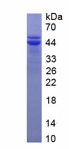 Recombinant Fibroblast Growth Factor 7 (FGF7)