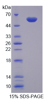 Recombinant Visfatin (VF)