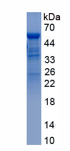 Recombinant Visfatin (VF)