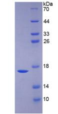 Recombinant Bone Morphogenetic Protein 6 (BMP6)