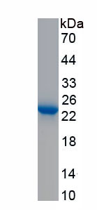 Recombinant Mothers Against Decapentaplegic Homolog 7 (Smad7)