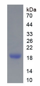 Recombinant Cluster Of Differentiation 28 (CD28)