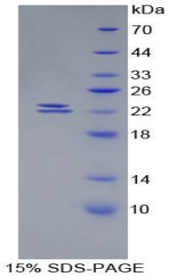 Recombinant Bone Morphogenetic Protein 1 (BMP1)