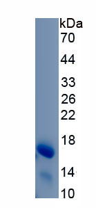 Recombinant Amiloride Binding Protein 1 (ABP1)