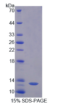 Recombinant Amiloride Binding Protein 1 (ABP1)