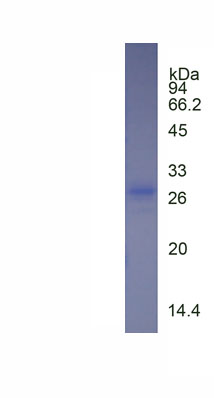 Recombinant Glutathione S Transferase A4 (GSTA4)