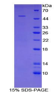 Recombinant Angiopoietin 4 (ANGPT4)