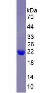 Recombinant Homing Associated Cell Adhesion Molecule (HCAM)