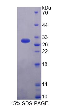 Recombinant Glutathione S Transferase Alpha 3 (GSTa3)