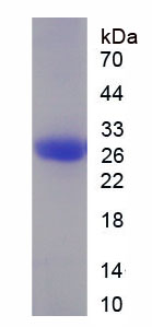 Recombinant Glutathione S Transferase Alpha 3 (GSTa3)