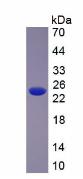Recombinant Slit Homolog 2 (Slit2)