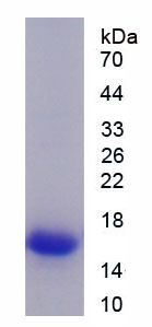 Recombinant Slit Homolog 2 (Slit2)