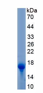 Recombinant Slit Homolog 2 (Slit2)