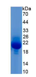 Recombinant Slit Homolog 2 (Slit2)