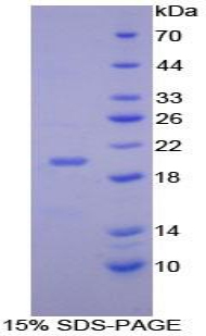 Recombinant CCAAT/Enhancer Binding Protein Gamma (CEBPg)
