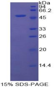 Recombinant Coagulation Factor V (F5)