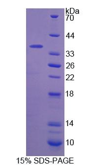 RPA675Bo02.jpg