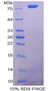 Recombinant Caspase 12 (CASP12)