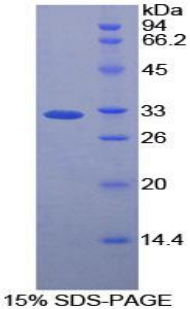 Recombinant Caspase 12 (CASP12)