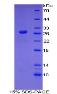 Recombinant Toll Like Receptor 6 (TLR6)