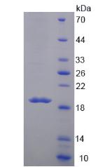 Recombinant Mucin 5 Subtype B (MUC5B)