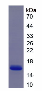 Recombinant Mucin 5 Subtype B (MUC5B)