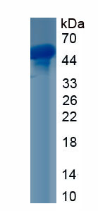 Recombinant Cluster Of Differentiation 14 (CD14)