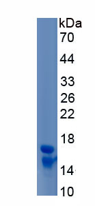 Recombinant Procalcitonin (PCT)