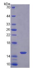 Recombinant Procalcitonin (PCT)