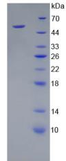 Recombinant Kallikrein 8 (KLK8)