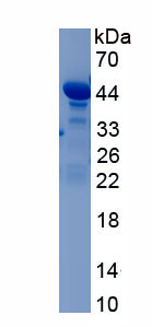 Recombinant Kallikrein 6 (KLK6)