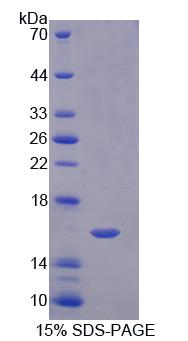 Recombinant Neuropilin 1 (NRP1)