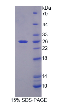 RPA693Bo01.jpg