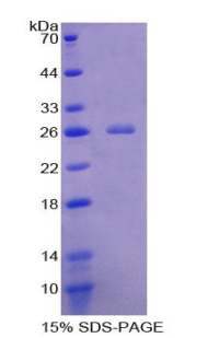 Recombinant Von Willebrand Factor A Domain Containing Protein 3A (vWA3A)