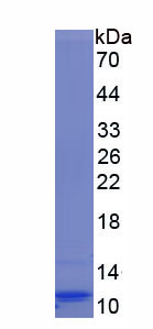 Recombinant Myeloid Progenitor Inhibitory Factor 2 (MPIF2)