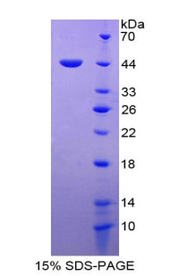 Recombinant Macrophage Migration Inhibitory Factor (MIF)